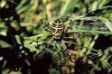Argiope_bruennichi_P1106_Z_75_Les Gris_Frankrijk